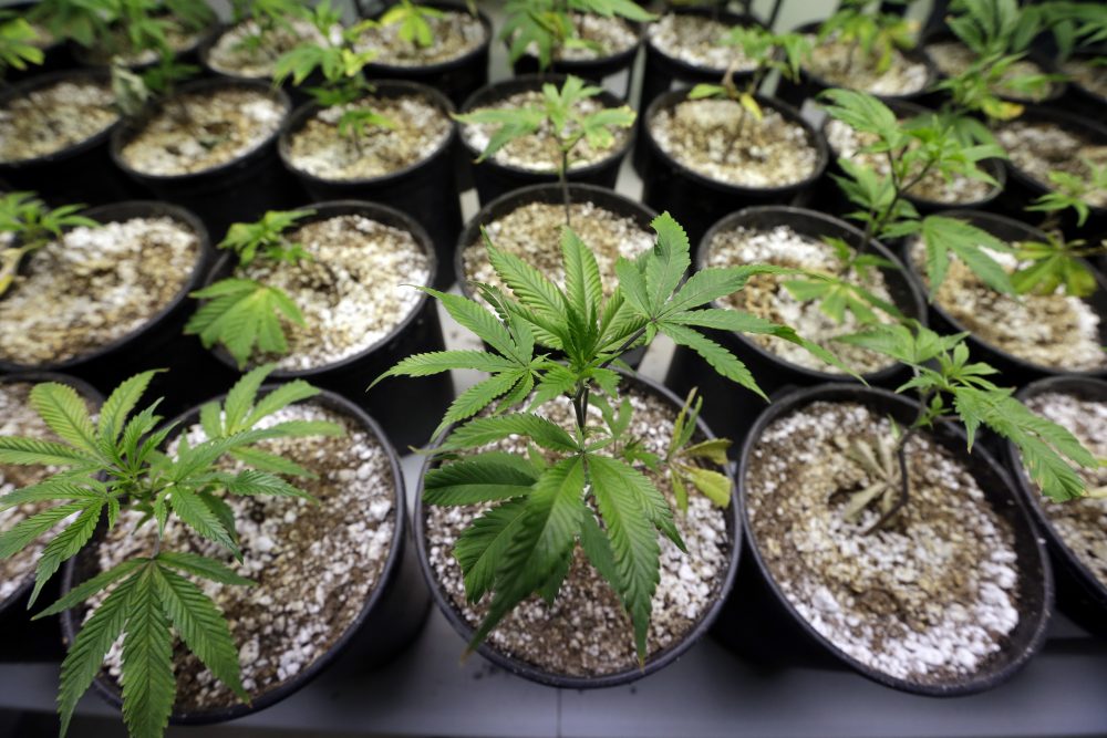 Cannabis plants - WBUR