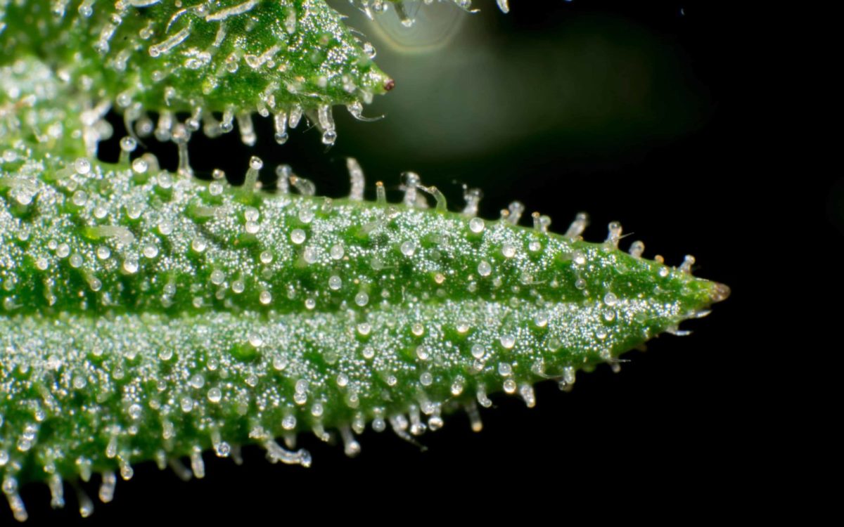 Crystals on a cannabis leaf